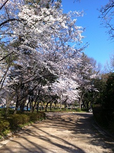 sakuira-meijyo2012U.JPG