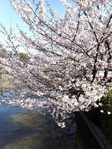 sakura-meijyo2012.JPG